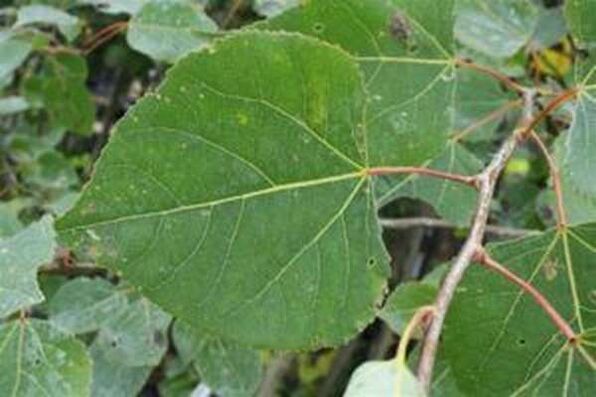 Aspen leaves for infusion healing
